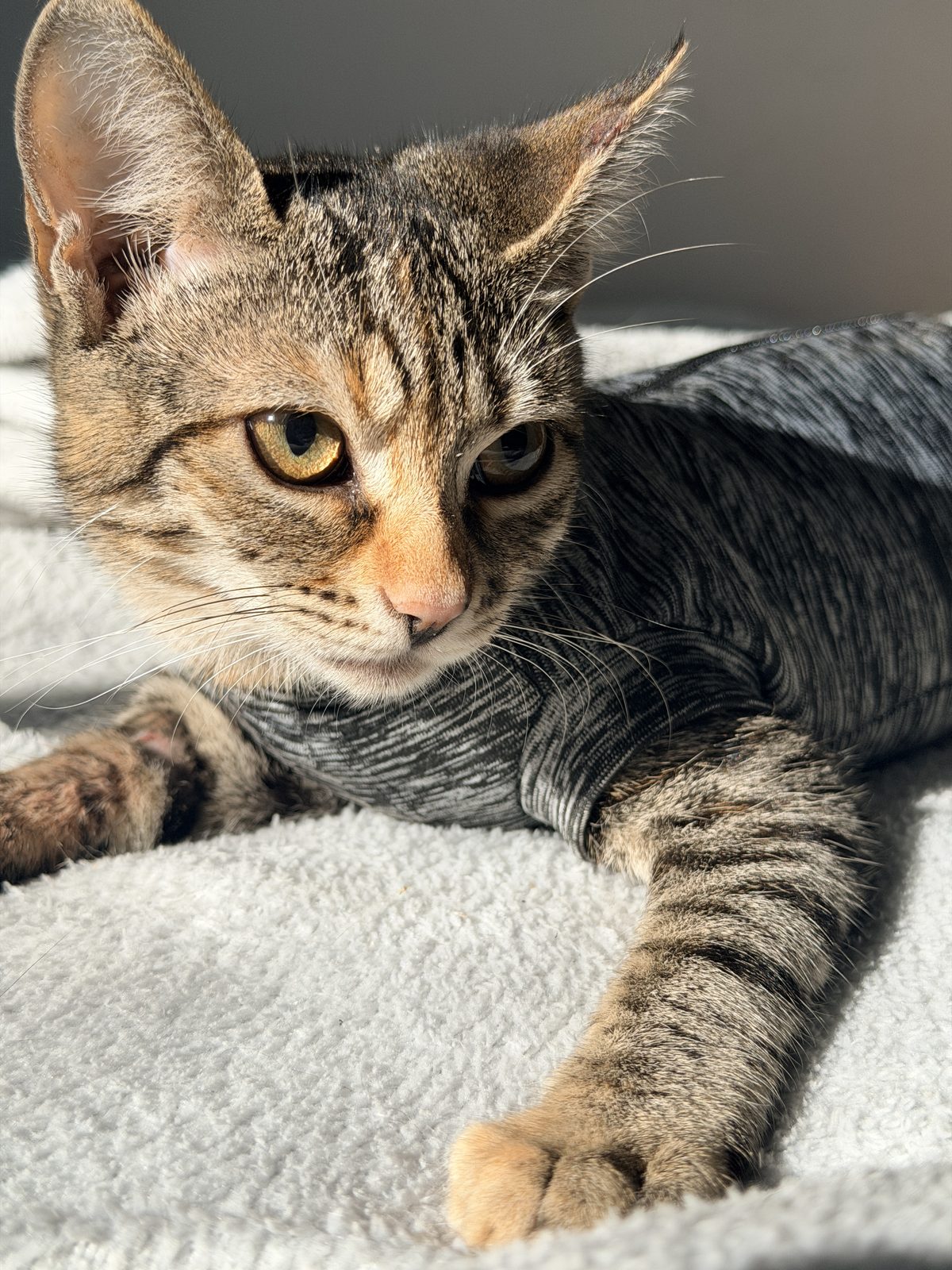 Gato tranquilo deitado sobre um cobertor em casa