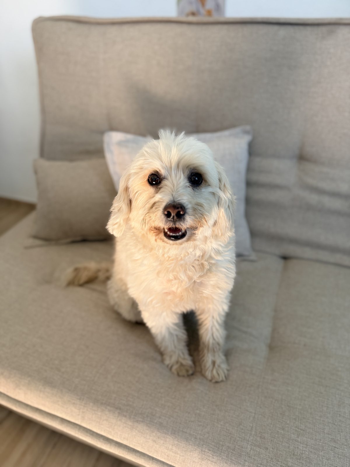 Cão tranquilo deitado em um sofá dentro de casa, aguardando atendimento veterinário domiciliar